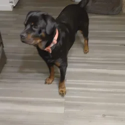 Rottweiler puppies 11 weeks have mom and d