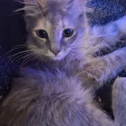 Looking to give away 2 kittens for free