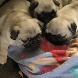 PUG PUPPIES