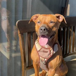 Fifi needs a home!