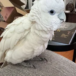 Male Solomons/Ducorps's Cockatoo For Rehome