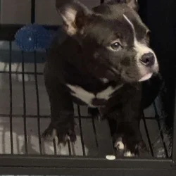 Bully Pup Needs New Home