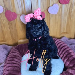f1bb Mini Merle Goldendoodles