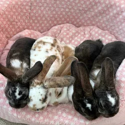 Baby Rex bunnies