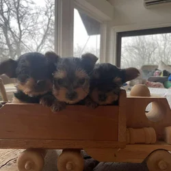 Yorkie puppies for sale