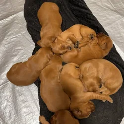Purebred Irish Setters