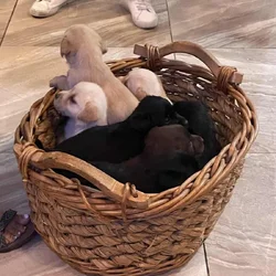 11 Labrador retriever puppies