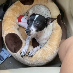 Senior dog needs new home