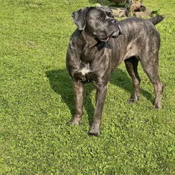 Energetic Female Cane Corso
