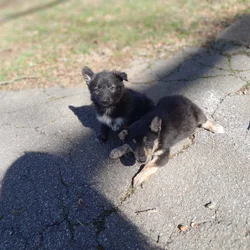 German sheperd/husky mix puppies ready to be rehom
