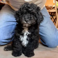 CKC Toy Poodles