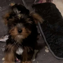 Adorable Party yorkies