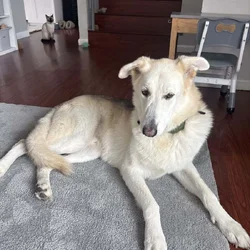 Smart Loving German Shepherd/Husk