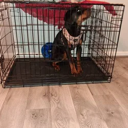 7 Month Old German Rottweiler Puppy - With Papers