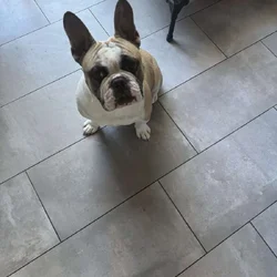 Male Frenchie 2.5 years old