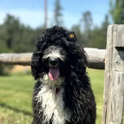 Aussiedoodle puppies due March/ Family-Raised