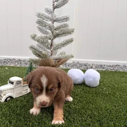 Red Tri - Mini Australian Shepard