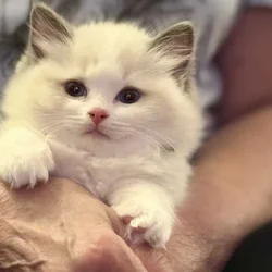 Available Blue Point Bicolor Ragdoll Kittens
