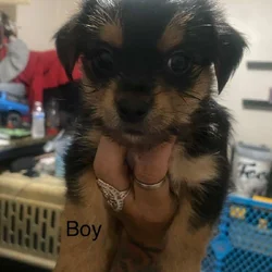 Yorkie
