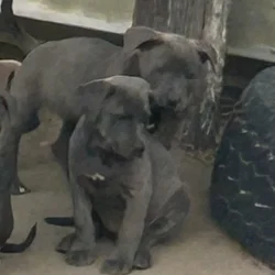 Free puppies