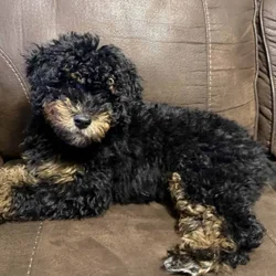 F1b Mini Goldendoodle puppy
