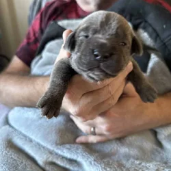 Cane Corso puppies