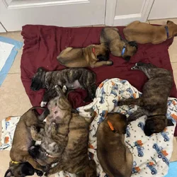 Puppies looking for homes