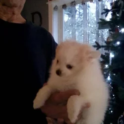 Blue Eyed Boy Pomeranian Puppy