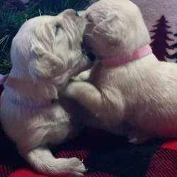 AKC ENGLISH CREAME GOLDEN RETREIVERS arrived 2/7