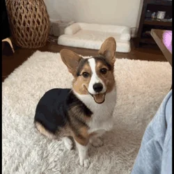 Corgi puppy