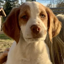 Brittany Puppies for sale
