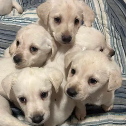 YELLOW LAB PUPPIES For Sale