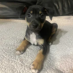 Rat Terrier male pups