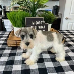 🐾 Adorable Male Schnauzer Puppy for sale