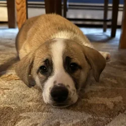 2 month old puppy