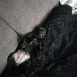 Female chihuahua puppy