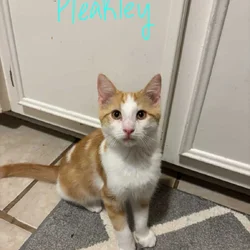 4 Month Old Kitten