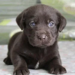 Chocolate Labrador puppies Available