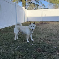 Yoshi, Shiba Inu