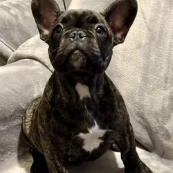 Cute frenchies