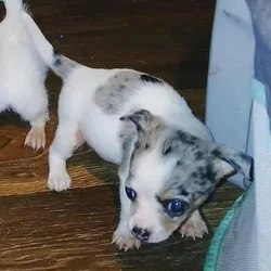 Tiny white with Merle piebald female chihuahua pup
