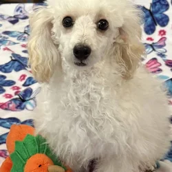 Toy poodle