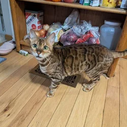 adult bengal