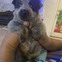 Australian Caddle pups for sale