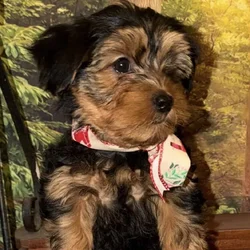 Yorkie rehoming