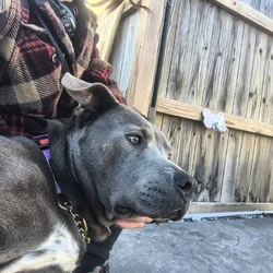 Meet Buddy! He has so many qualities!