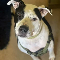 Looking To Rehome My Furry Friend