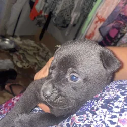 6 week old puppies