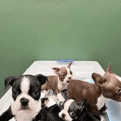 Sweet Boston Terrier puppies looking for loving