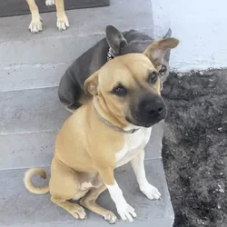 Rehome Male & Female Pup